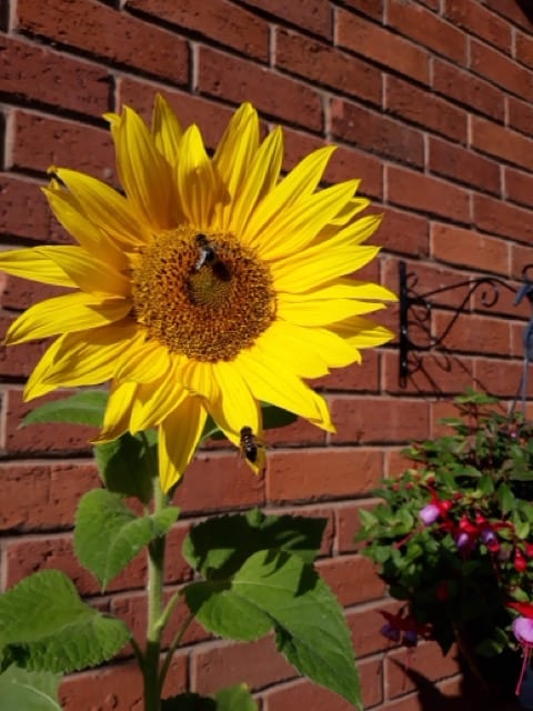 Bees and Sunflower